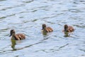 Ducklings Swimming, MallardÃÂ Duck Babies on Water Surface Royalty Free Stock Photo